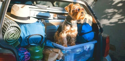 en hund sitter i bagarsjeluken i en fullpakket bil